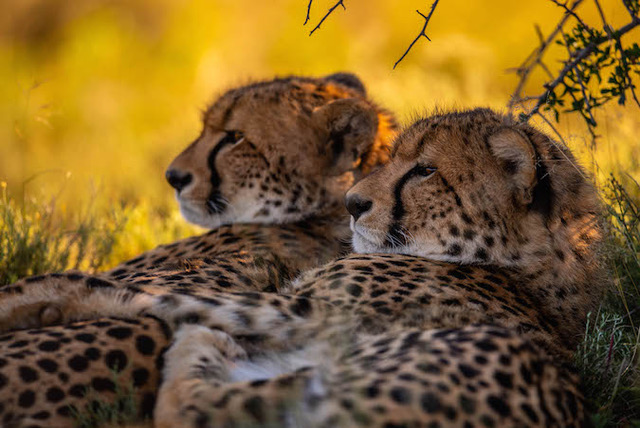 Big Five without the crowds: inside Samara Karoo Reserve