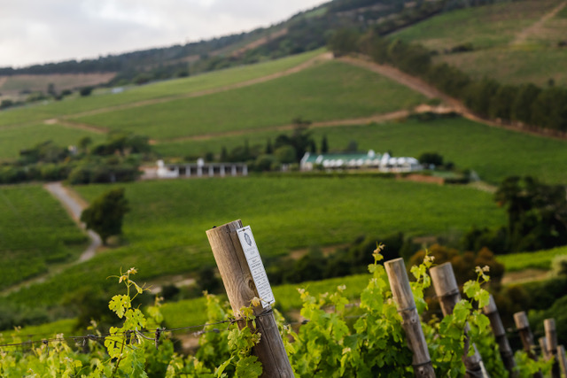 Why Constantia remains the Cape’s most underrated wine region